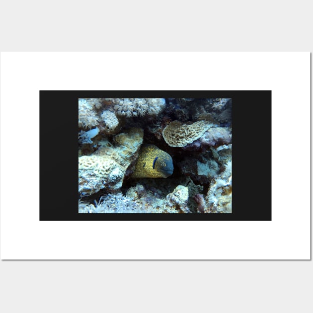 moray eel Wall Art by likbatonboot